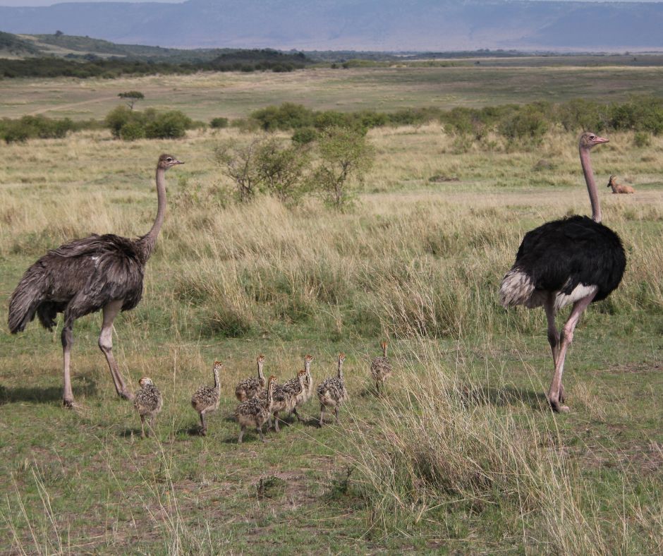 Nanyuki