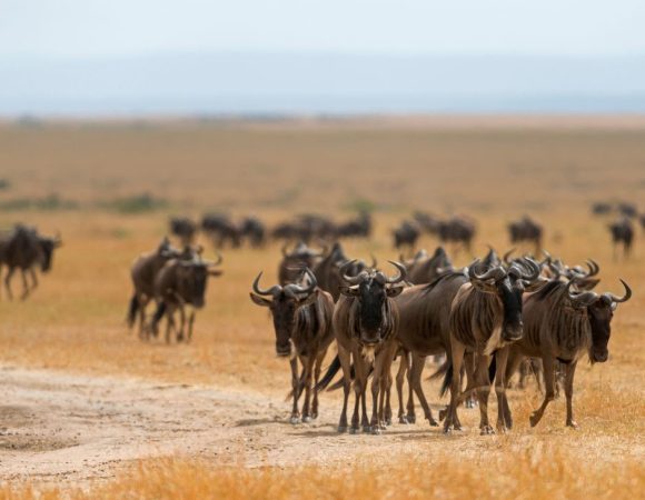 Discovering the Magnificence of Maasai Mara: Africa’s Iconic Wildlife Haven