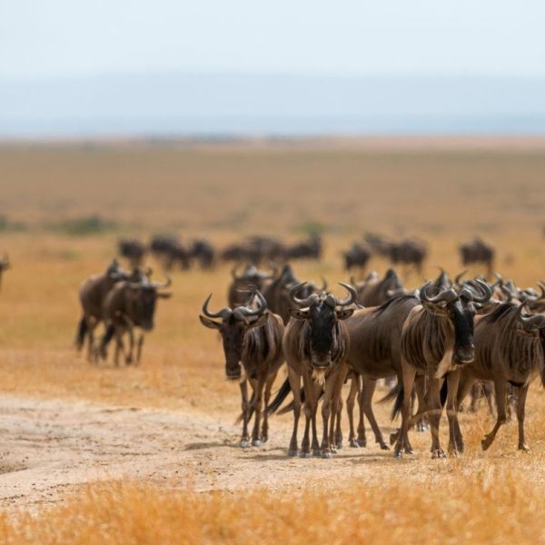 MAASAI MARA