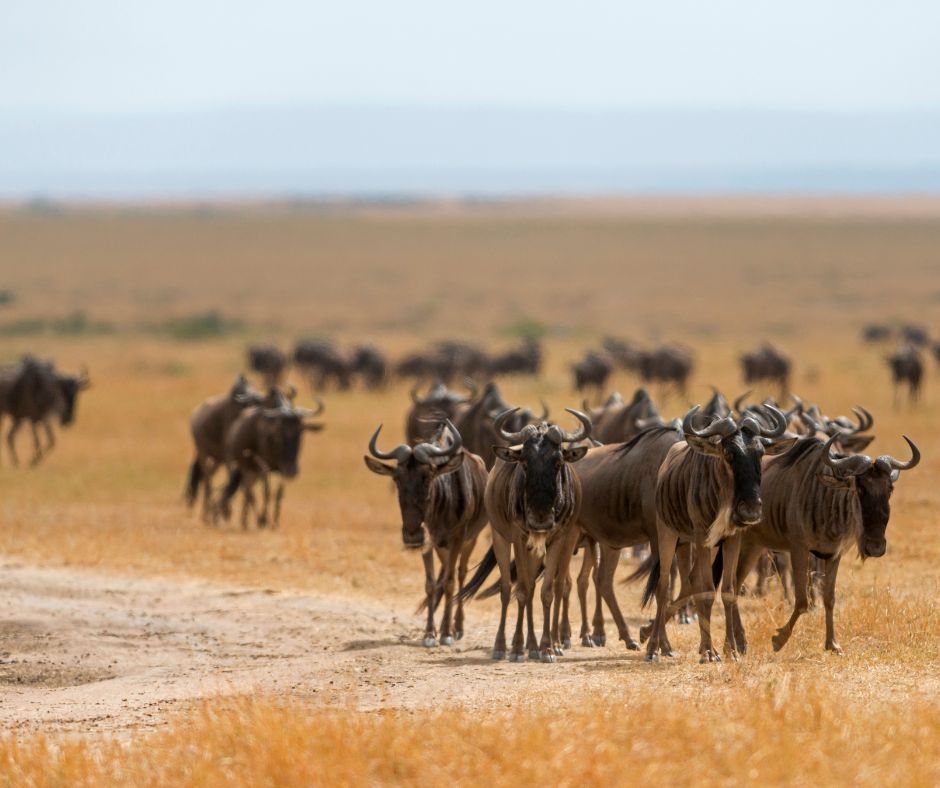 MAASAI MARA