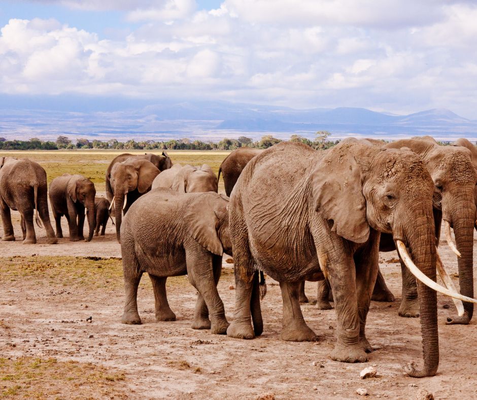 Amboseli