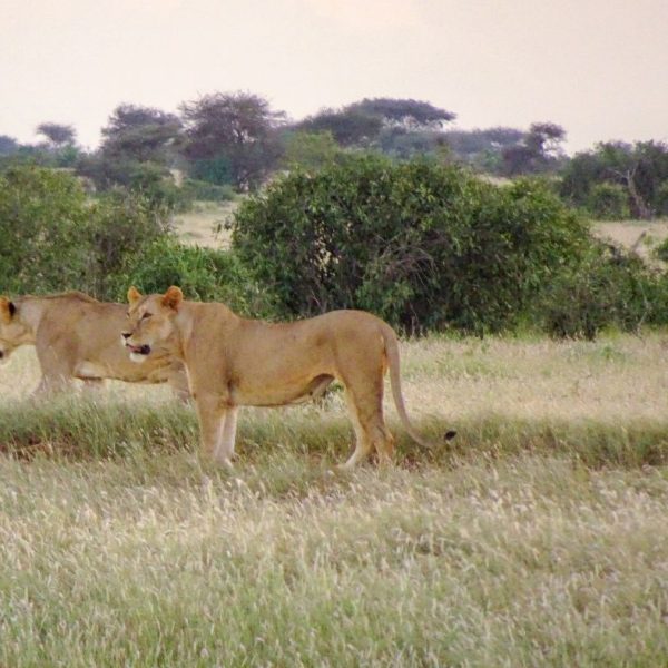 TSAVO NATIONAL PARK