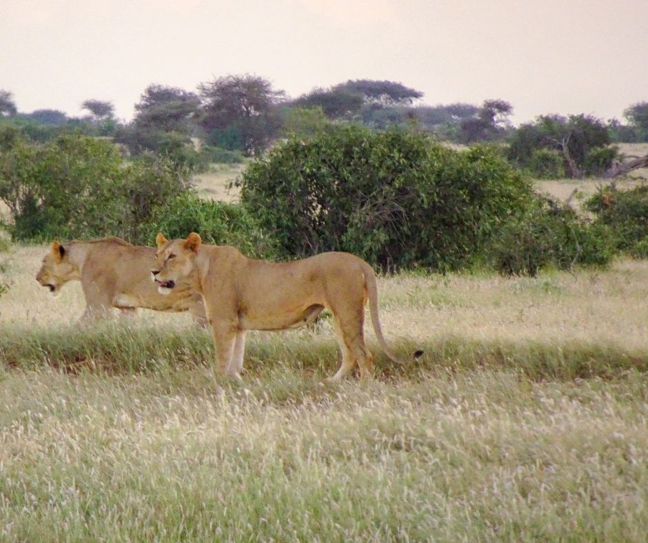 TSAVO NATIONAL PARK