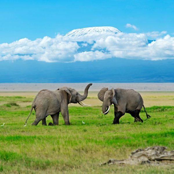 AMBOSELI NATIONAL PARK