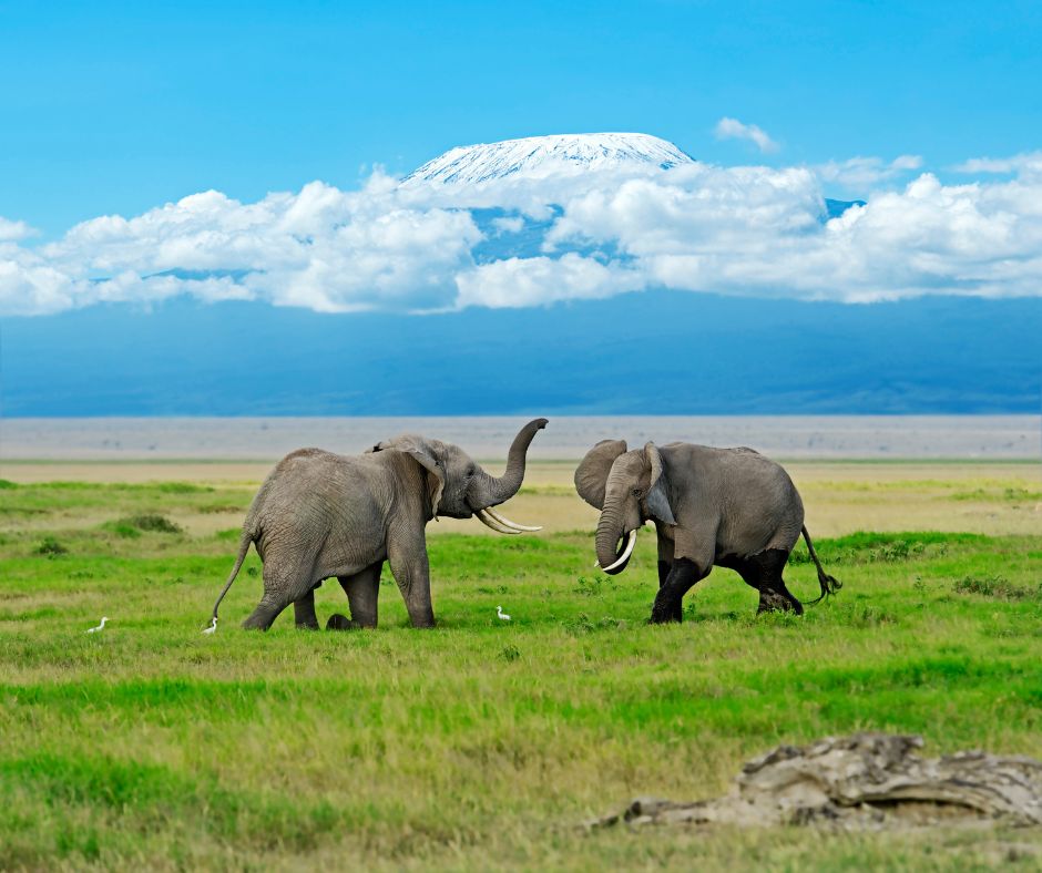 AMBOSELI NATIONAL PARK